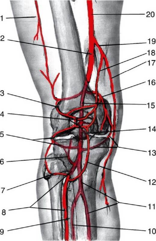 Анатомия кровеносных сосудов колена 