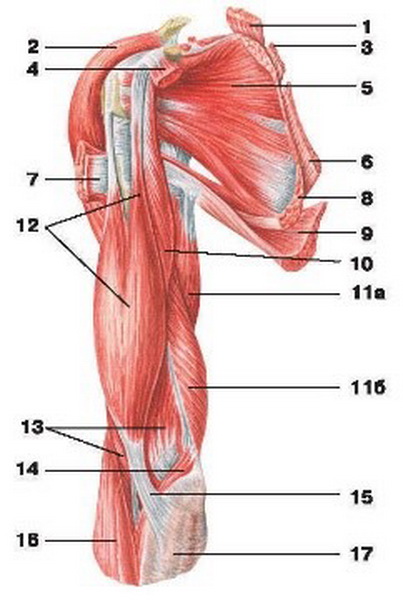 М’язи плеча та плечового поясу