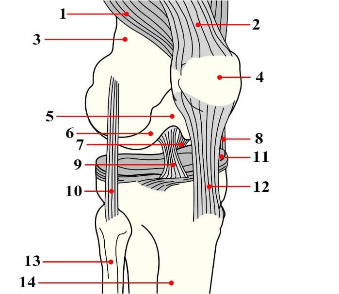 Будова колінного суглоба (схематично)