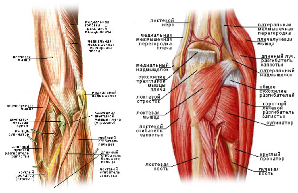 Анатомія ліктьового суглоба. М'язи.