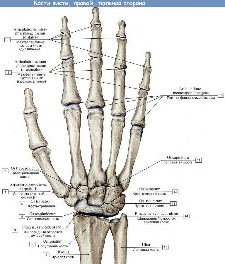 Зап’ясток, carpus, являє собою сукупність 8 коротких губчастих кісток – ossa carpi, розташованих в два ряди, кожен з яких складається з 4 кісточок.
