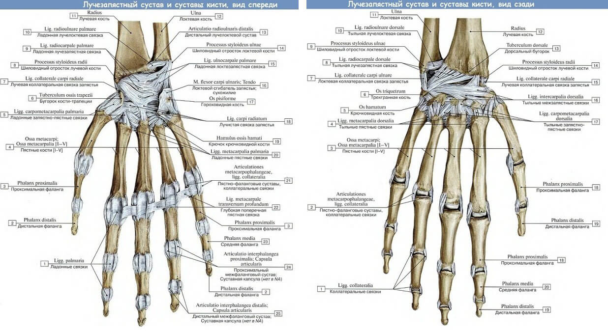 Променево-зап’ястковий суглоб і суглоби кисті, вид спереду (ліворуч) Променево-зап’ястковий суглоб і суглоби кисті, вид ззаду (праворуч)
