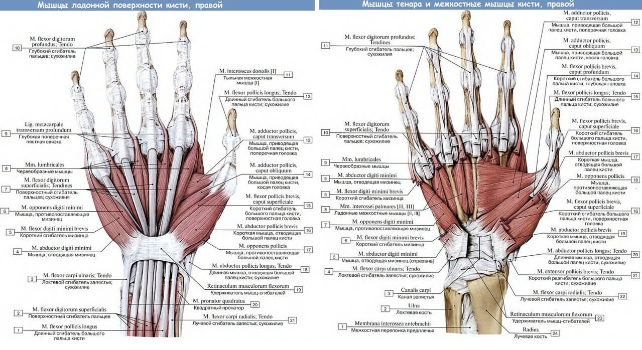 М’язи долонної поверхні кисті, правої (ліворуч) М’язи тенару та міжкісткові м’язи кисті, правої (праворуч) 