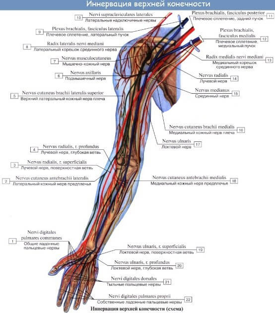 Судини та нерви кисті Іннервація верхньої кінцівки (ліворуч, схема) 