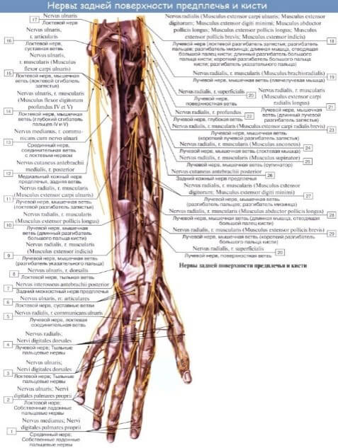 Судини та нерви кисті Нерви задньої поверхні передпліччя та кисті (праворуч)