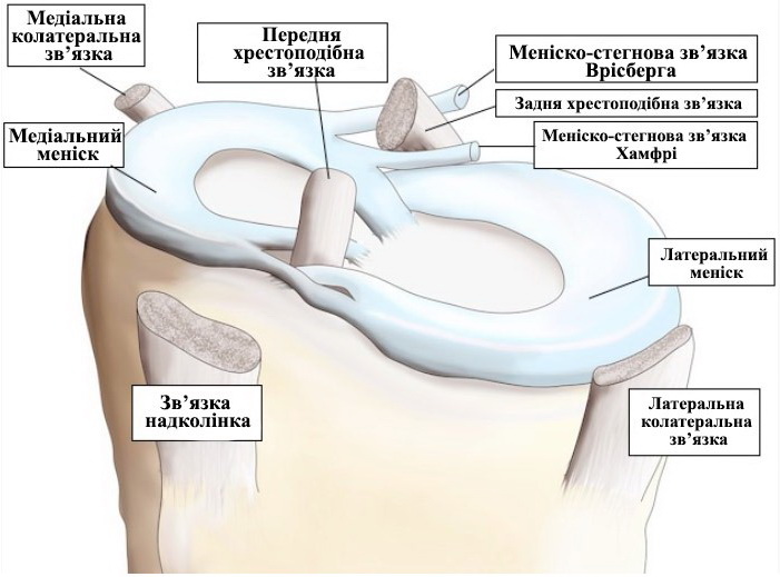 Коротко про механізм травмування менісків