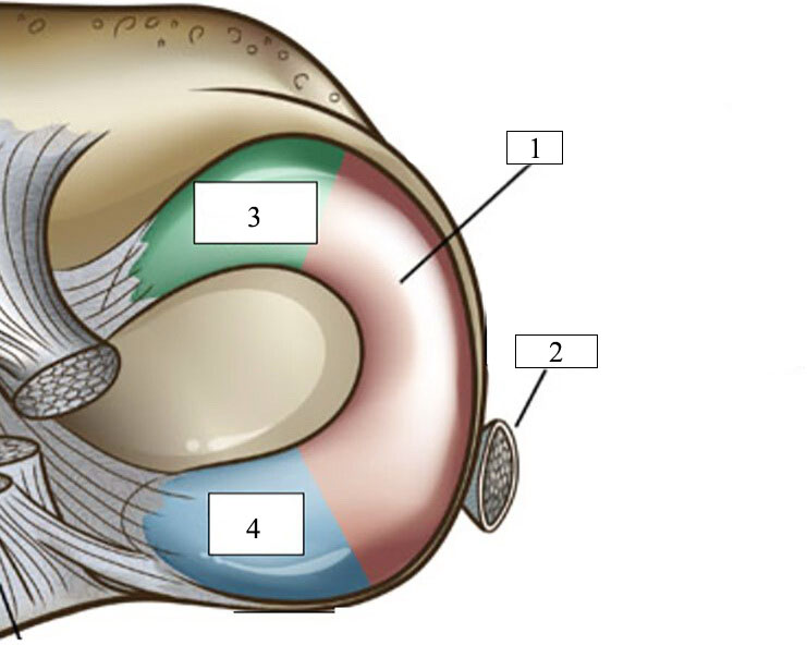 Анатомія латерального меніска