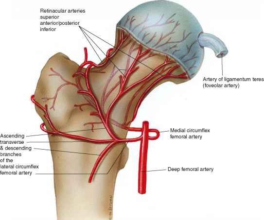 Кровопостачання голівки та шийки стегнової кістки