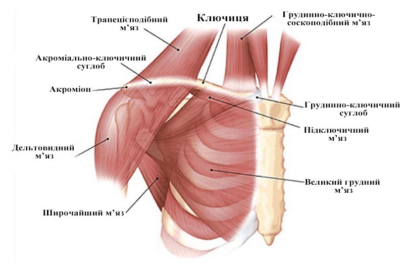 М’язи, що приймають участь у формуванні АКС