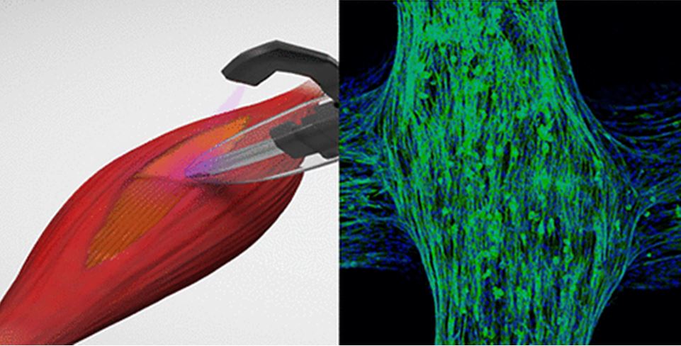 Портативный 3D принтер, печатающий клеточный каркас для замещения тканевых дефектов. Травматология и фармакология: точки соприкосновения.