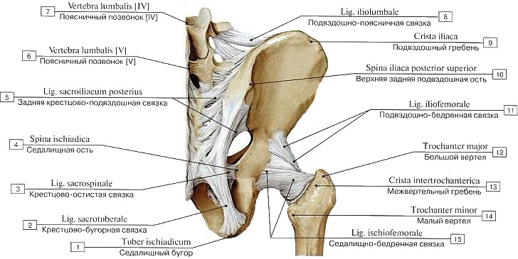 Перелом лонной (лобковой) кости таза: симптомы, лечение, реабилитация