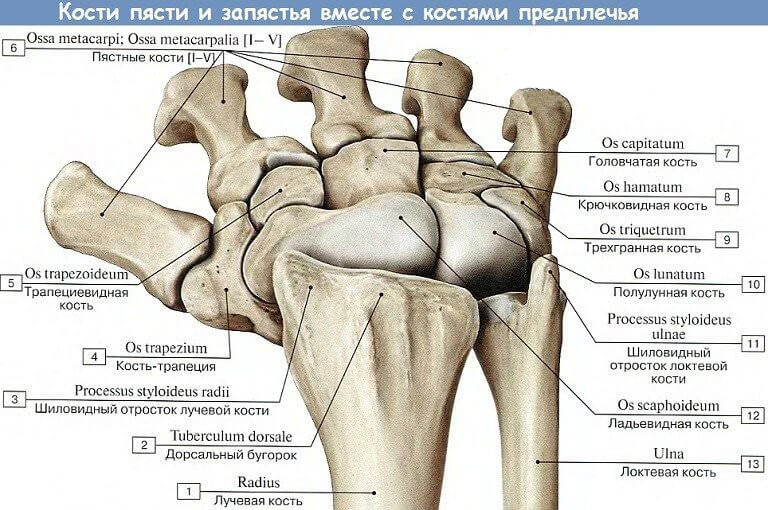 Кістки п’ястка і зап’ястка разом з кістками передпліччя