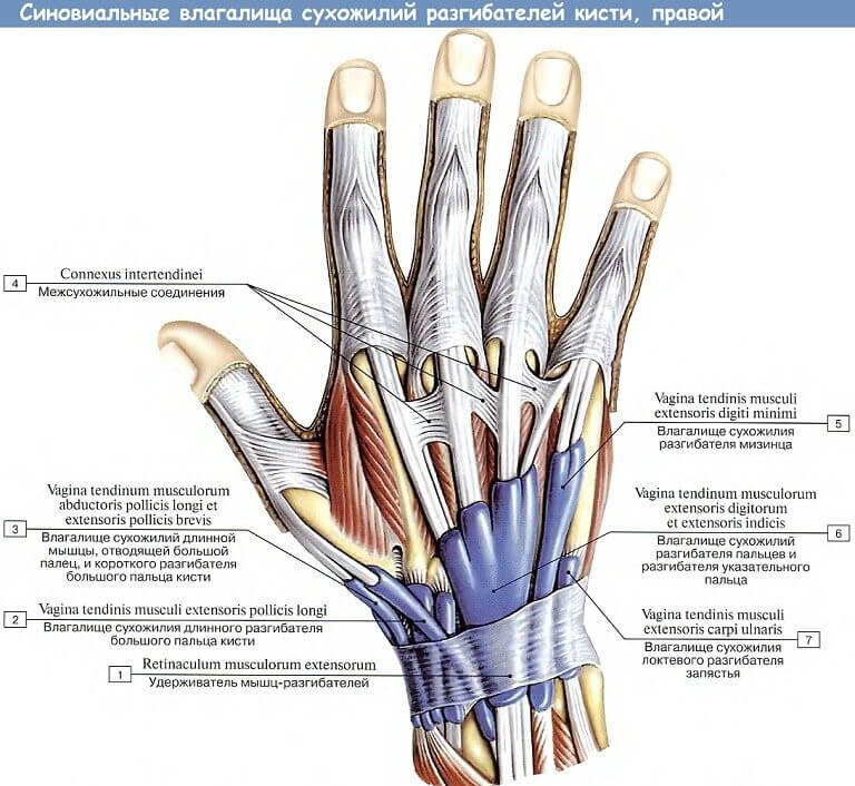 Как рисовать руки? Анатомия для художника — fitdiets.ru
