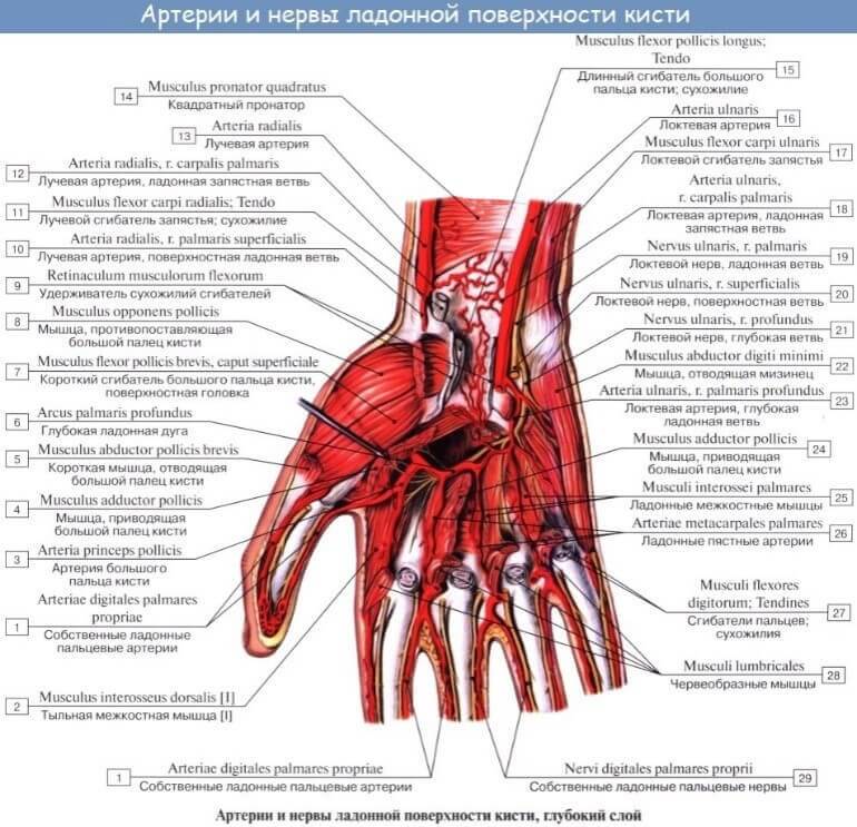 Анатомия кисти. Артерии и нервы ладонной поверхности кисти.