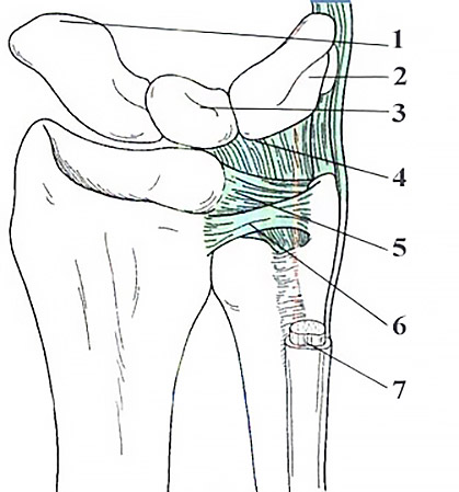 Дистальный лучелоктевой сустав 1. Ладьевидная кость 2. Трехгранная кость 3. Полулунная кость 4. Полулунно-локтевая и трехгранно-локтевая связки 5. Ладонная лучелоктевая связка 6. Тыльная лучелоктевая связка 7. Сухожилие локтевого разгибателя кисти