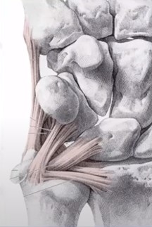 Триангулярный хрящ и нестабильность кистевого сустава. Повреждения триангулярного фиброзно-хрящевого комплекса (ТФХК или, как принято, - Triangular Fibro Cartilage Complex - TFCC)   