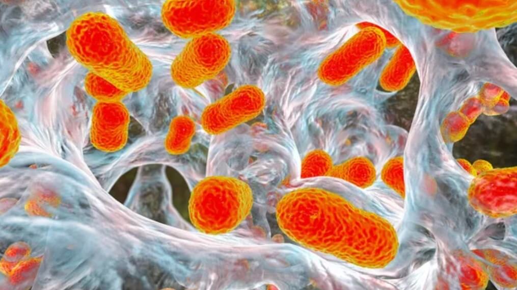Микробиологи научились «рвать» биопленки до их окончательного формирования