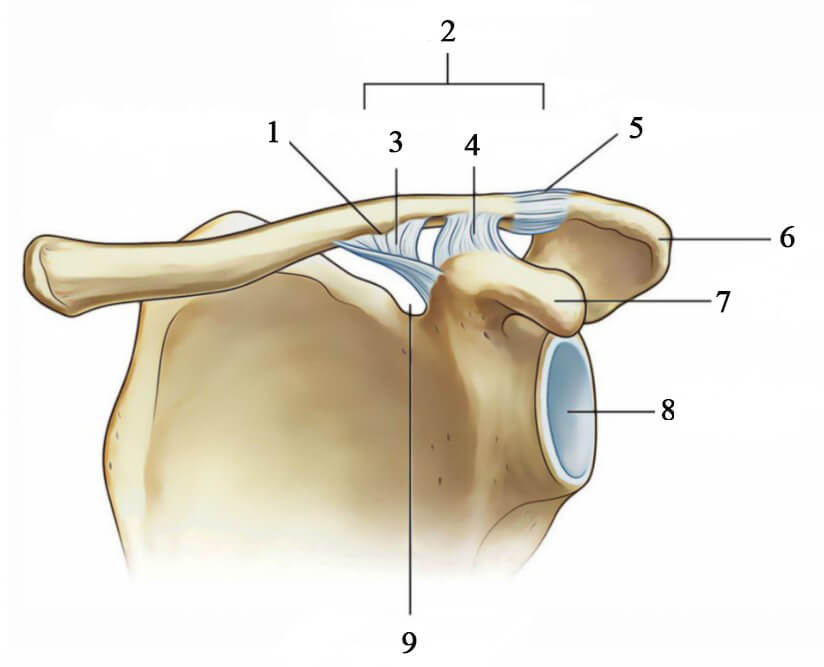 1. Конусовидный бугор 2. Клювовидно-ключичная связка 3. Конусовидная связка 4. Трапециевидная связка 5. Капсула АКС 6. Акромион 7. Клювовидный отросток 8. Суставная впадина лопатки 9. Надлопатковая ямка